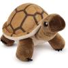 Tortue Terrestre